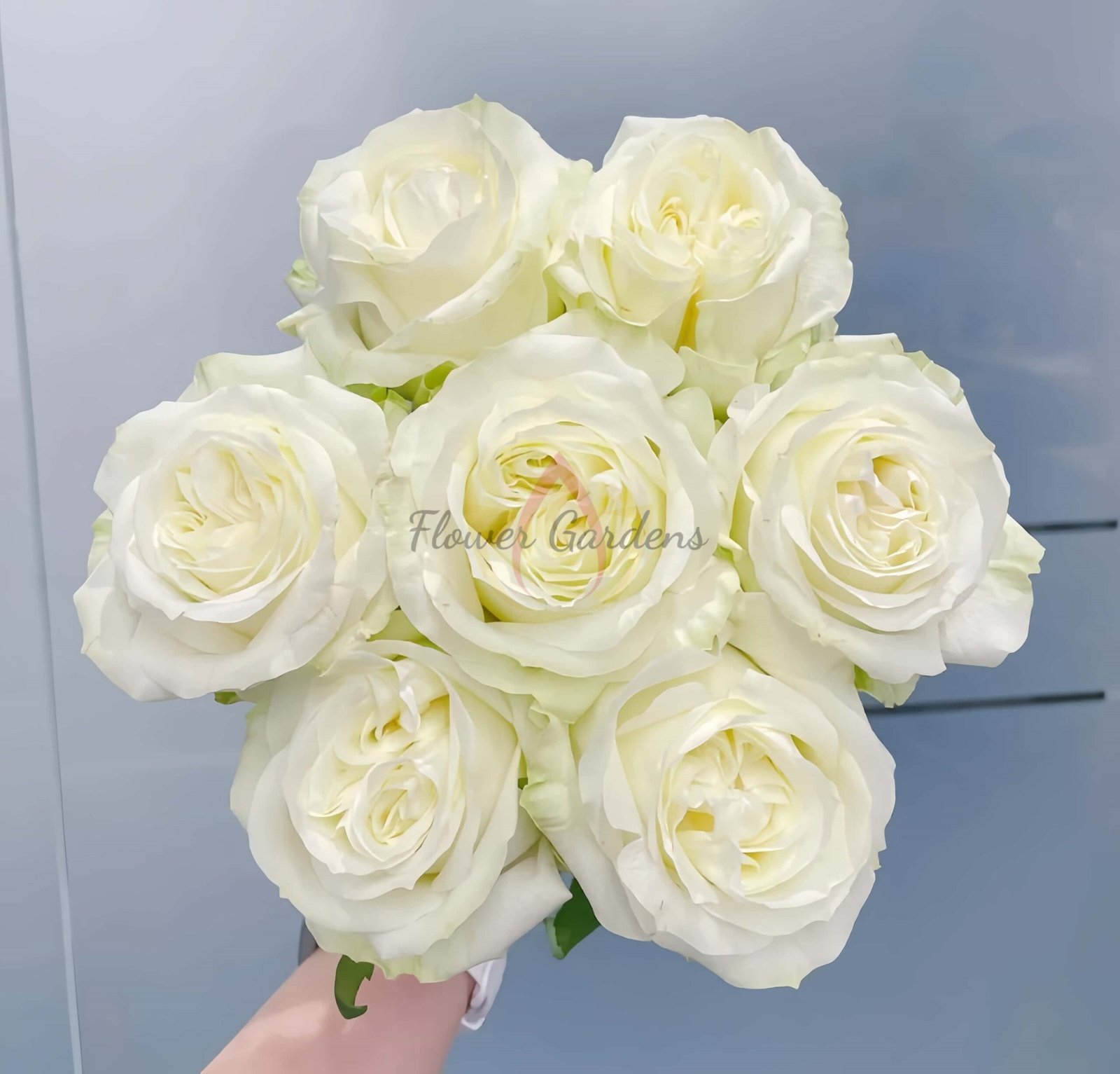 Blanche Elegance Rose丨Flower Gardens