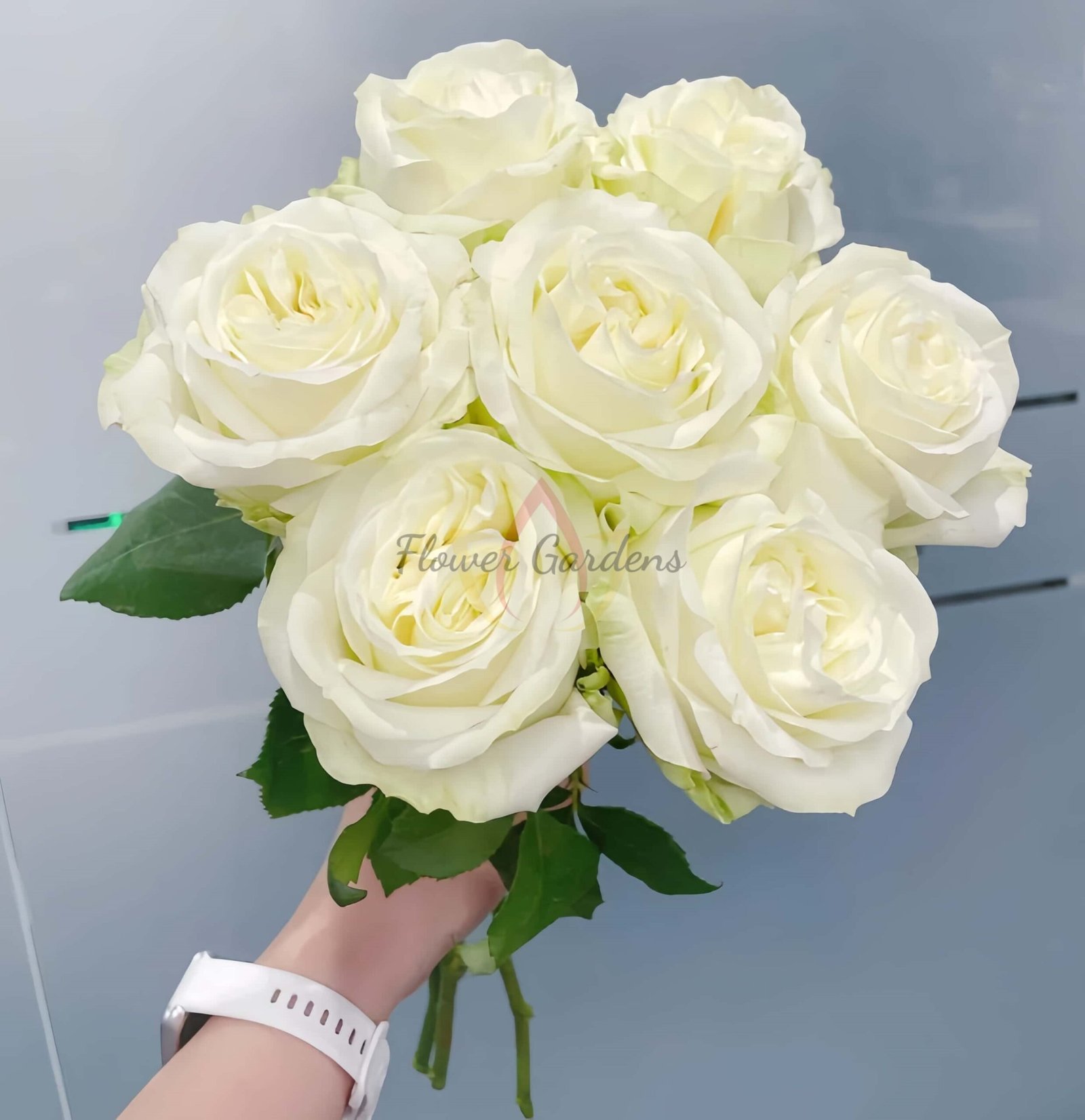 Blanche Elegance Rose for sale丨Flower Gardens