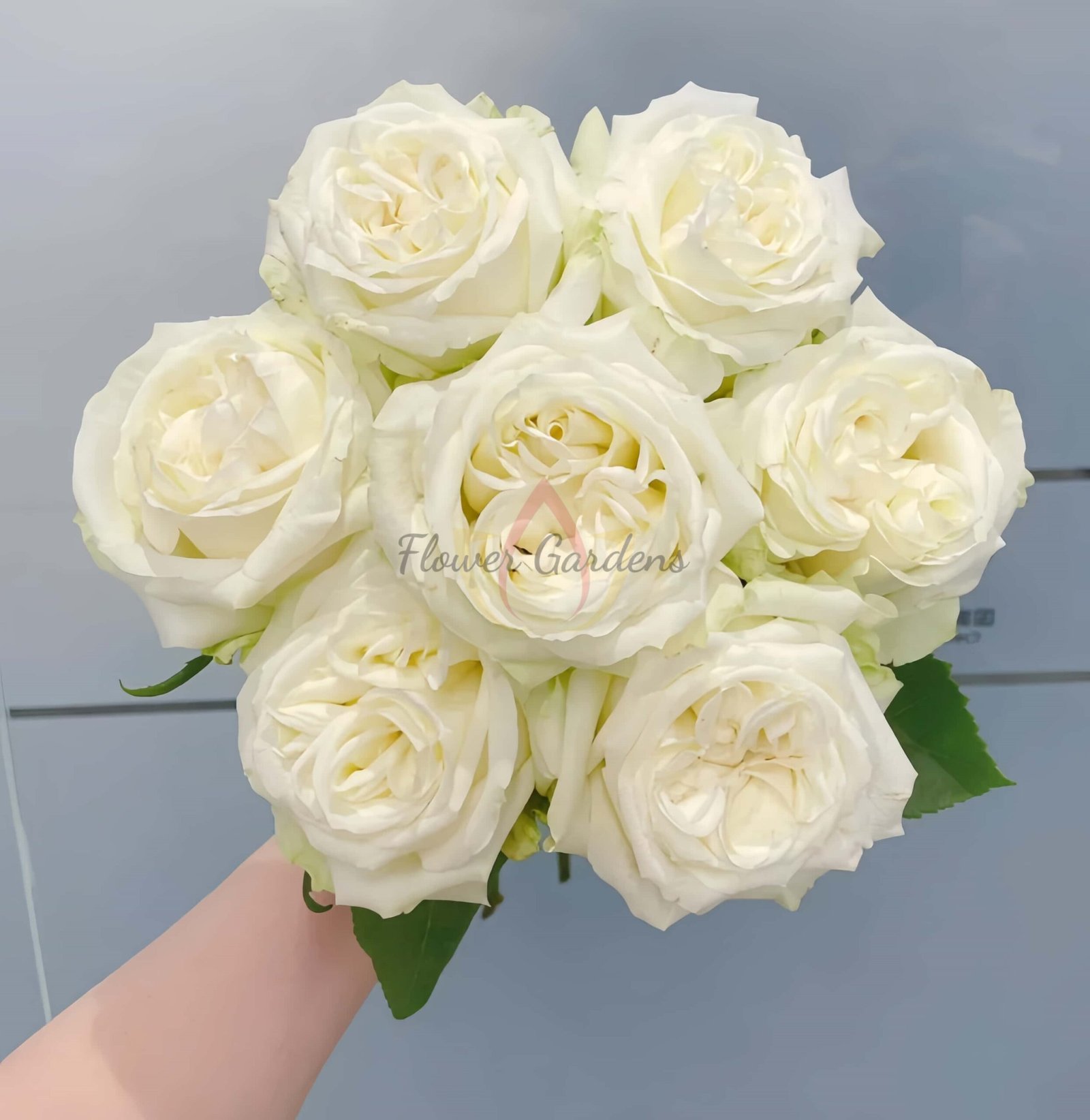 Blanche Elegance Rose丨Flower Gardens