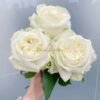 Blanche Elegance Rose plant丨Flower Gardens
