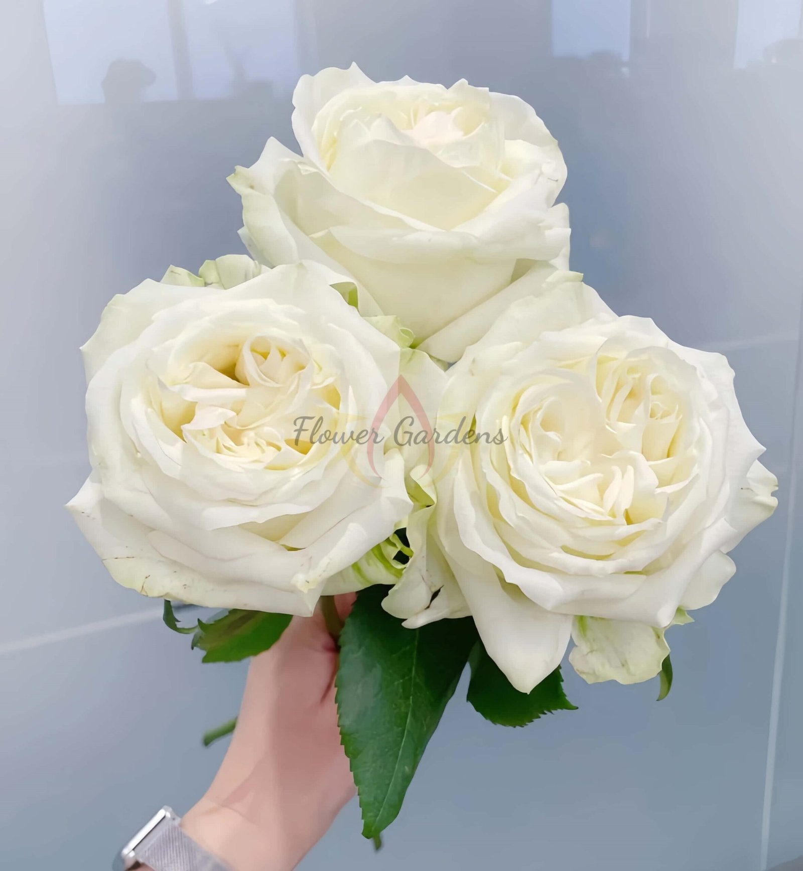 Blanche Elegance Rose plant丨Flower Gardens