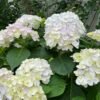 Blushing Bride Hydrangea Plant丨Flower Gardens
