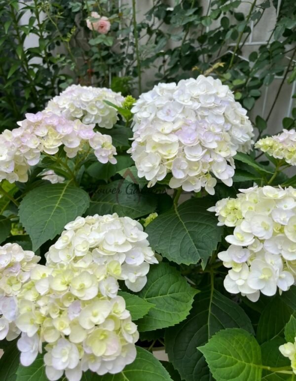 Blushing Bride Hydrangea Plant丨Flower Gardens