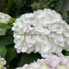 Blushing Bride Hydrange丨Flower Gardens