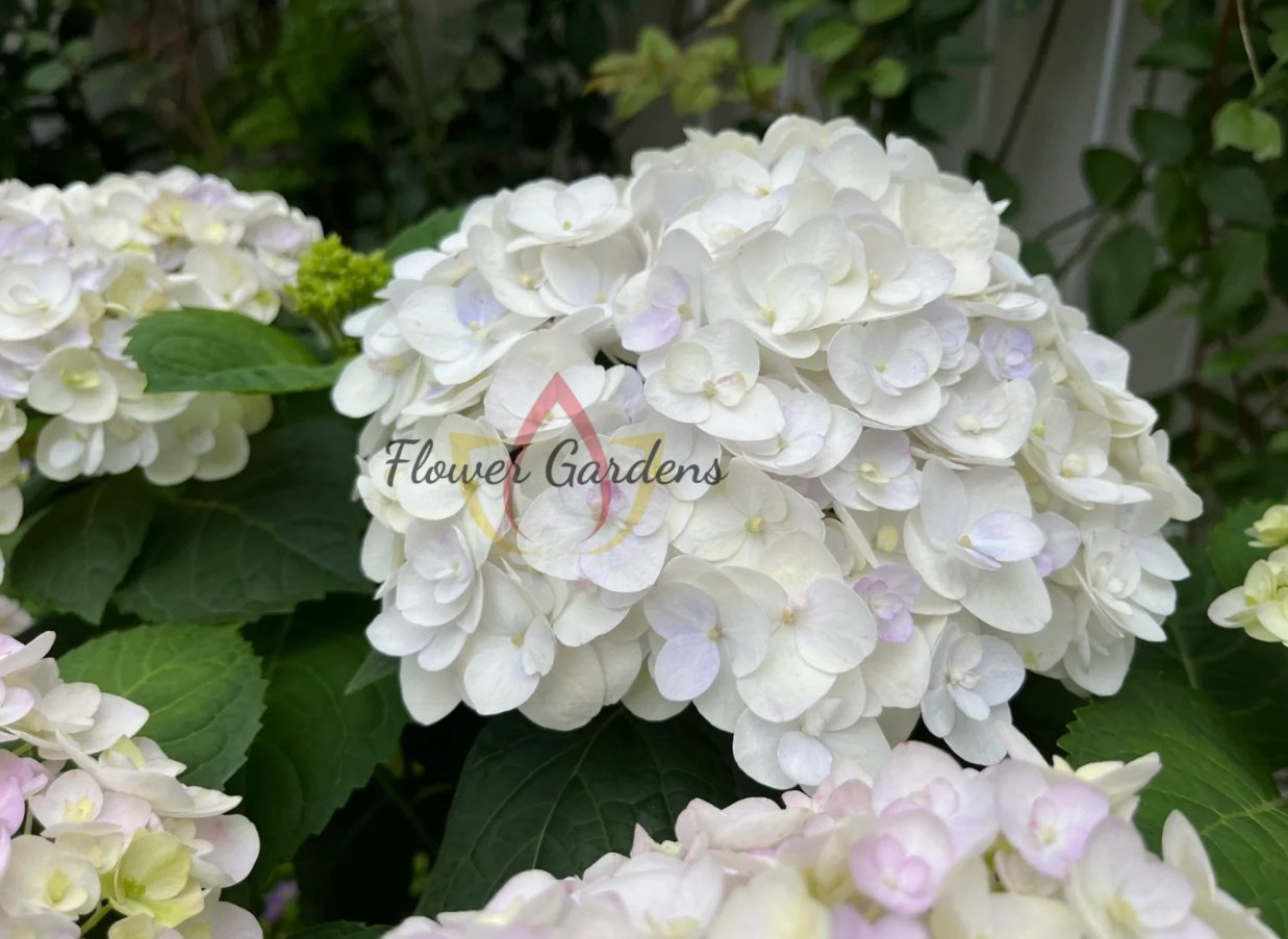 Blushing Bride Hydrange丨Flower Gardens