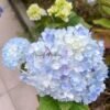 Blushing Bride Hydranges丨Flower Gardens