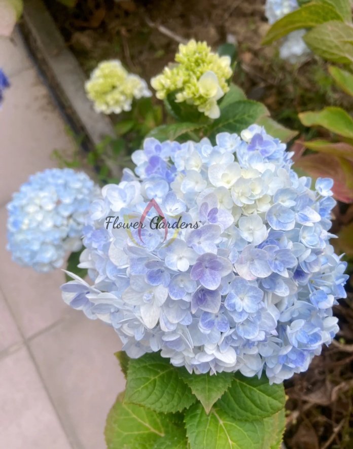 Blushing Bride Hydranges丨Flower Gardens