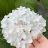 Blushing Bride Hydrange丨Flower Gardens