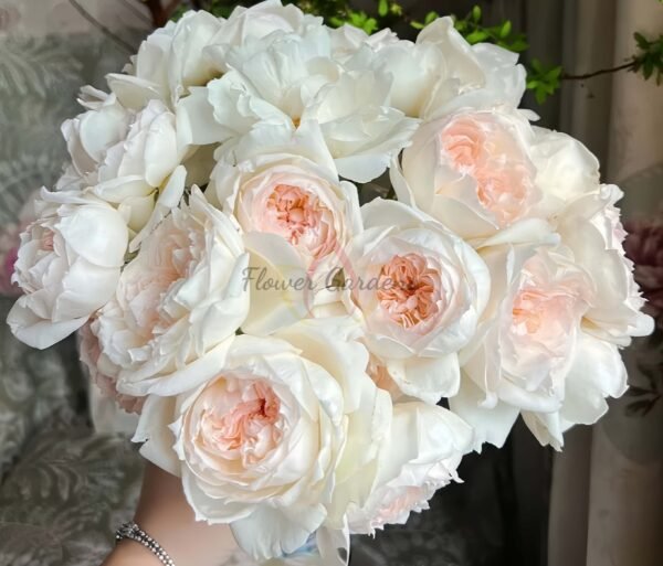 Bolero Rose for sale丨Flower Gardens