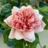Broderi Rose for sale丨Flower Gardens