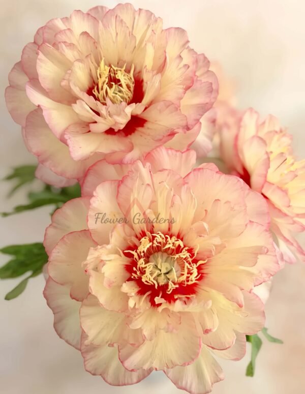 Callie's Memory Peony Plant丨Flower Gardens