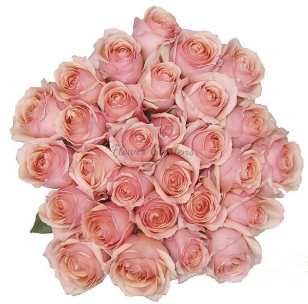 Campanellà Pink Rose丨Flower Gardens