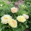 Canary Brilliants Peony丨Flower Gardens