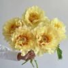 Canary Brilliants Peony Plant丨Flower Gardens