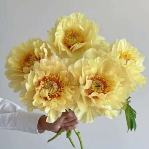 Canary Brilliants Peony Plant丨Flower Gardens