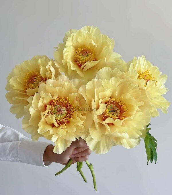 Canary Brilliants Peony Plant丨Flower Gardens