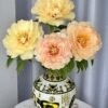 Canary Brilliants Peony for sale丨Flower Gardens