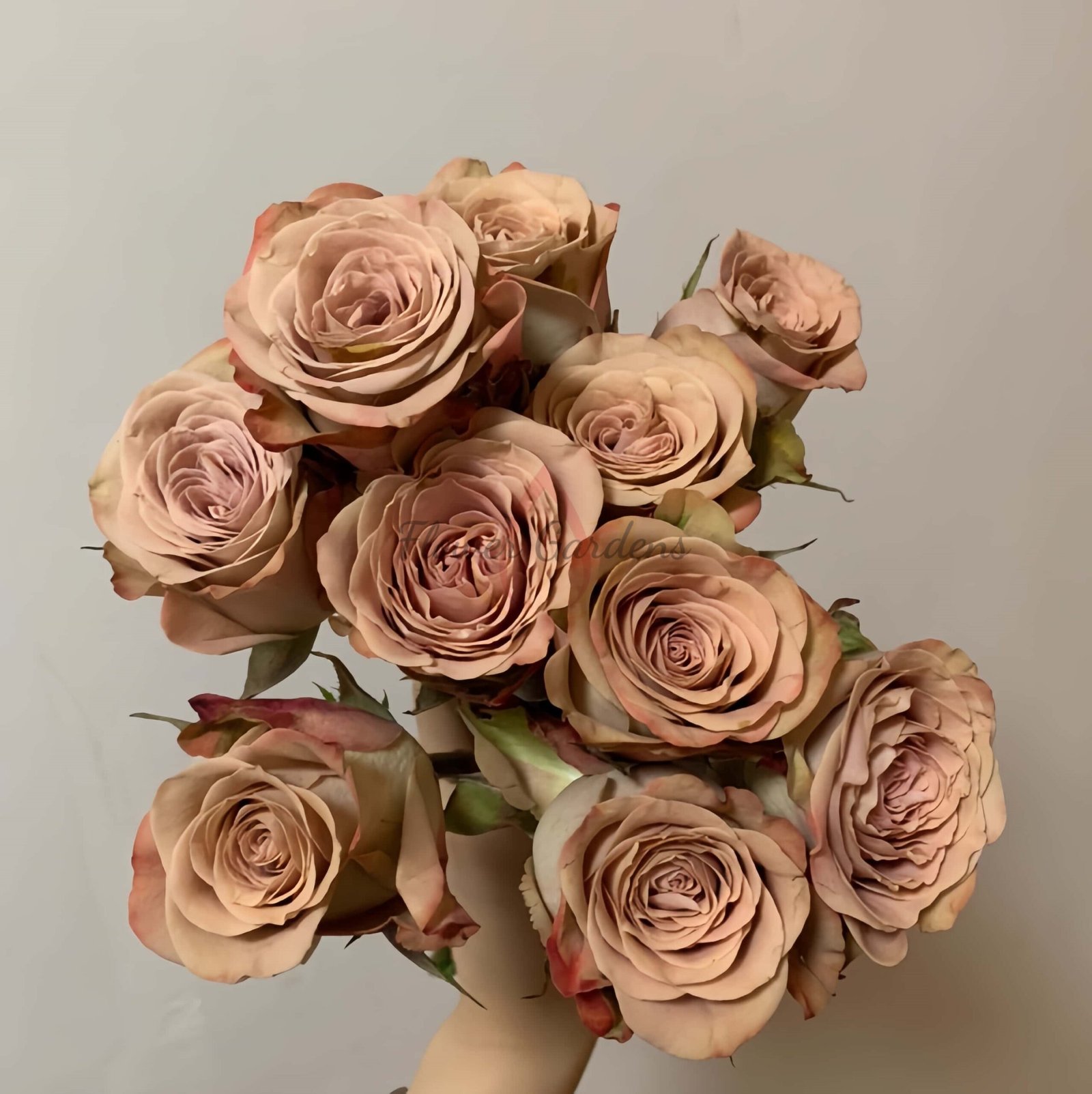 Cappuccino Rose丨Flower Gardens