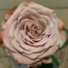 Cappuccino Rose for sale丨Flower Gardens
