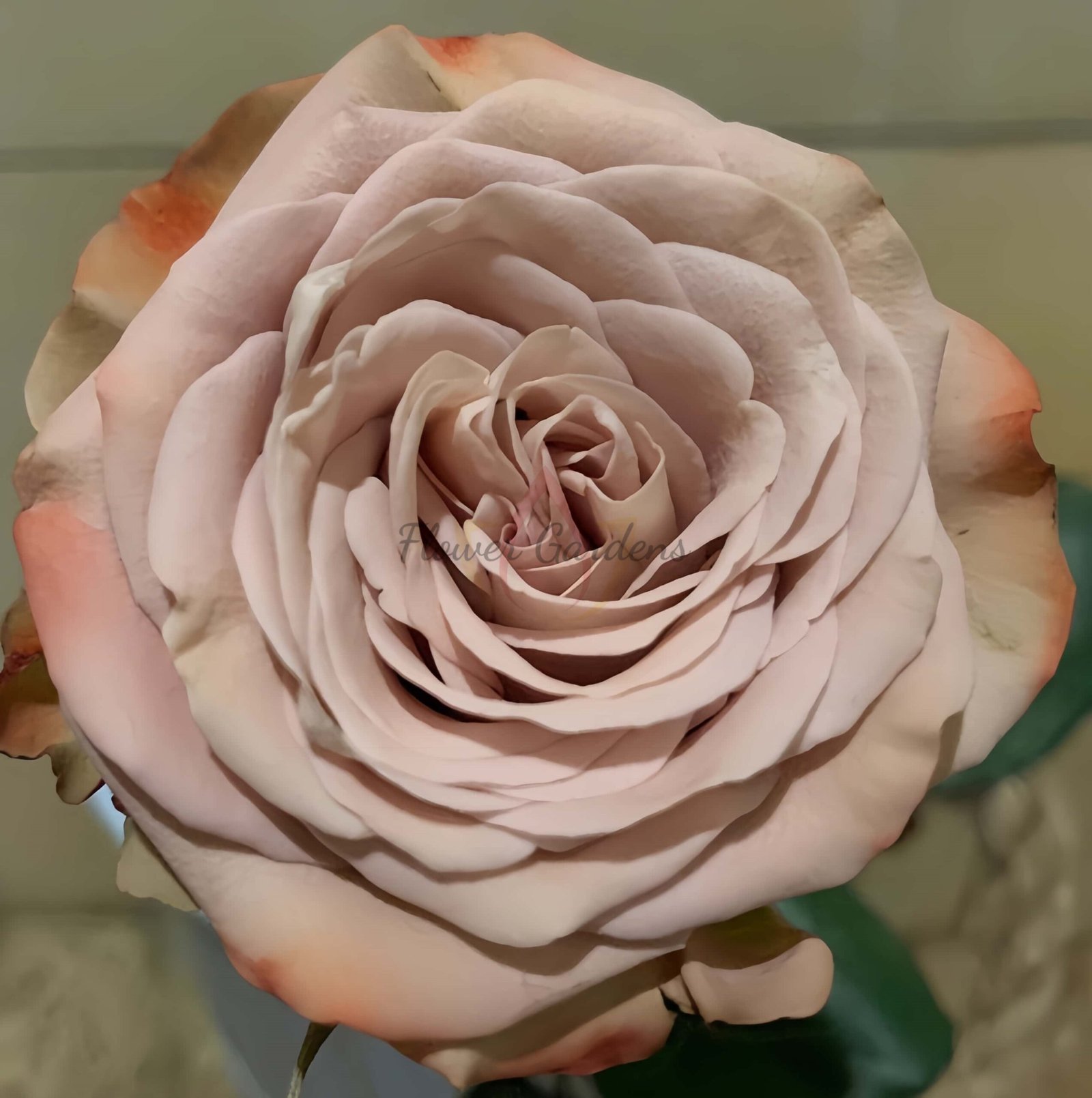 Cappuccino Rose for sale丨Flower Gardens