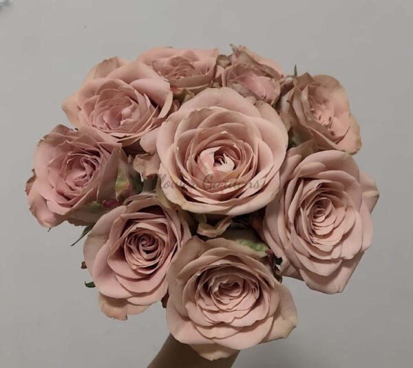 Cappuccino Rose丨Flower Gardens