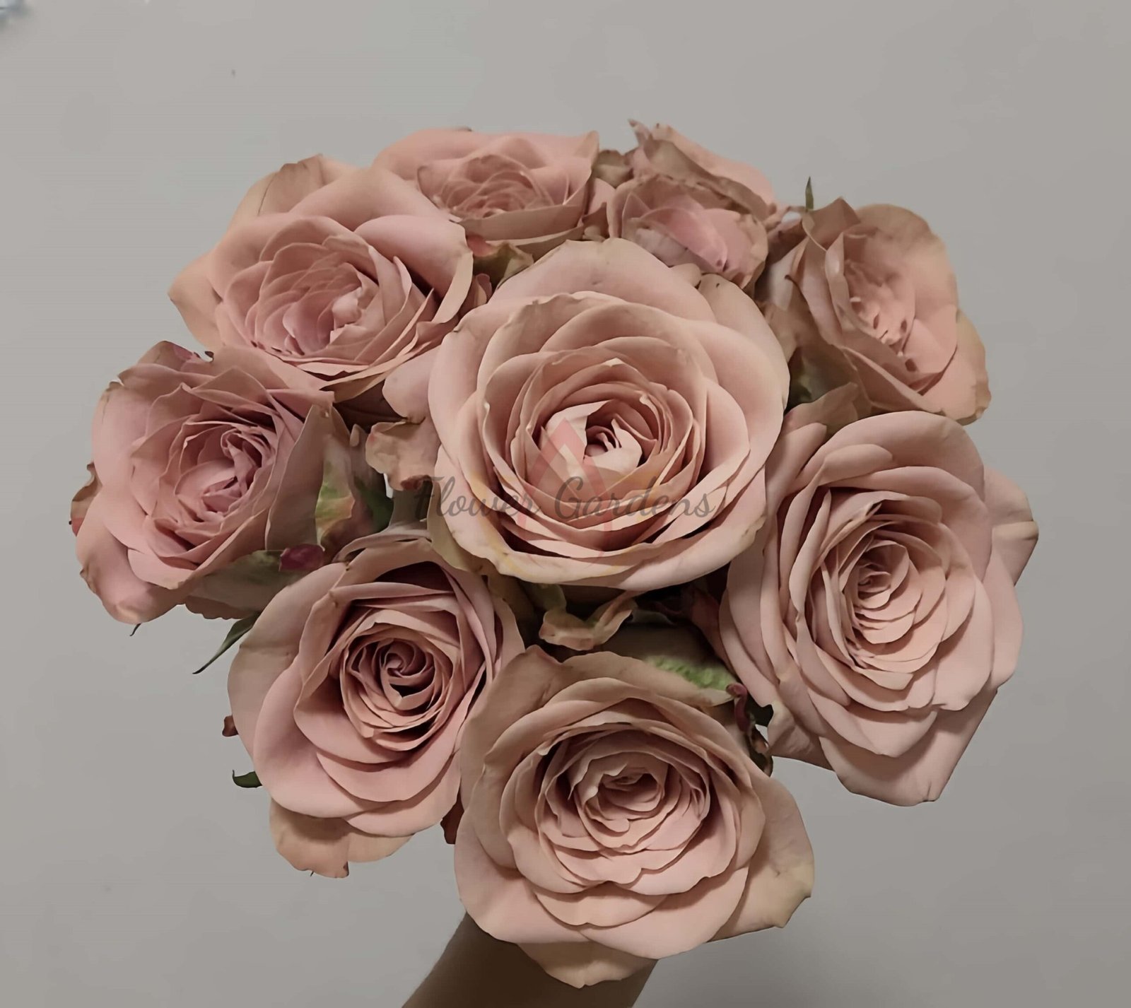 Cappuccino Rose丨Flower Gardens