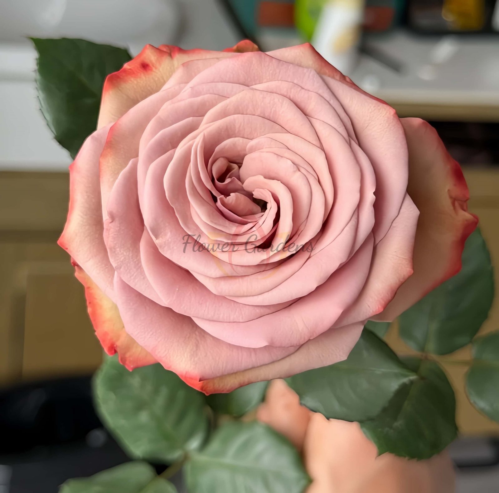 Cappuccino Rose plant丨Flower Gardens