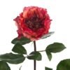 Carnivore Rose丨Flower Gardens