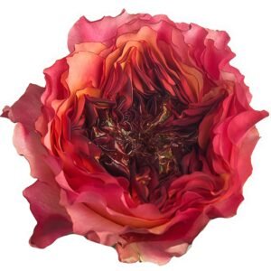 Carnivore Rose for sale丨Flower Gardens
