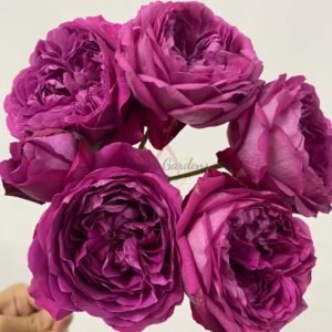 Cartonnage Rose丨Flower Gardens