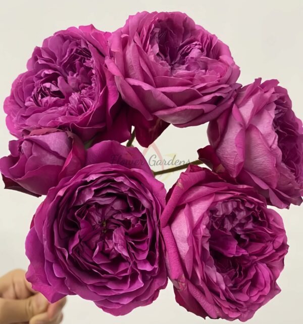 Cartonnage Rose丨Flower Gardens