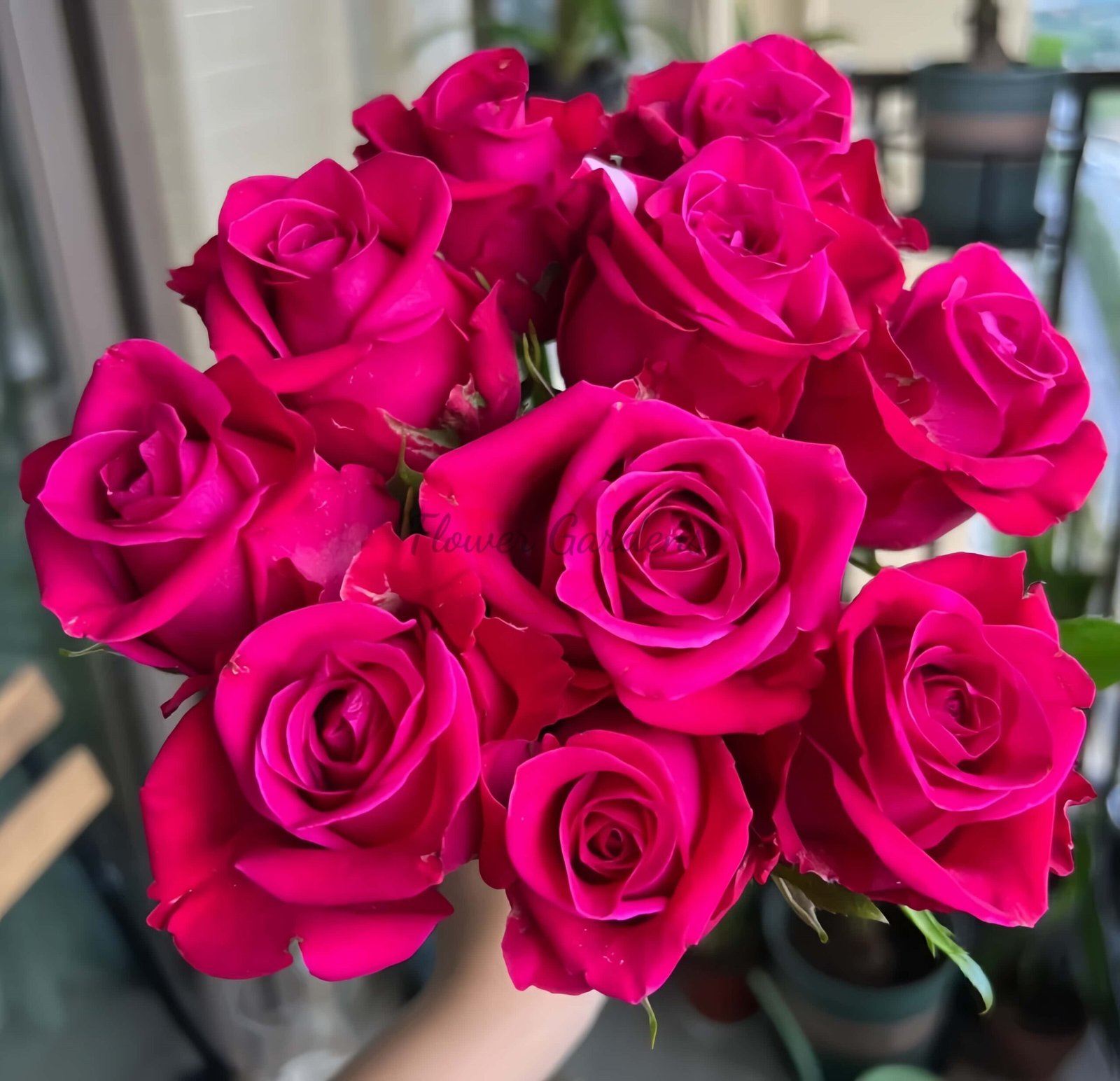 Cherry Gem Rose丨Flower Gardens