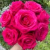 Cherry Gem Rose for sale丨Flower Gardens