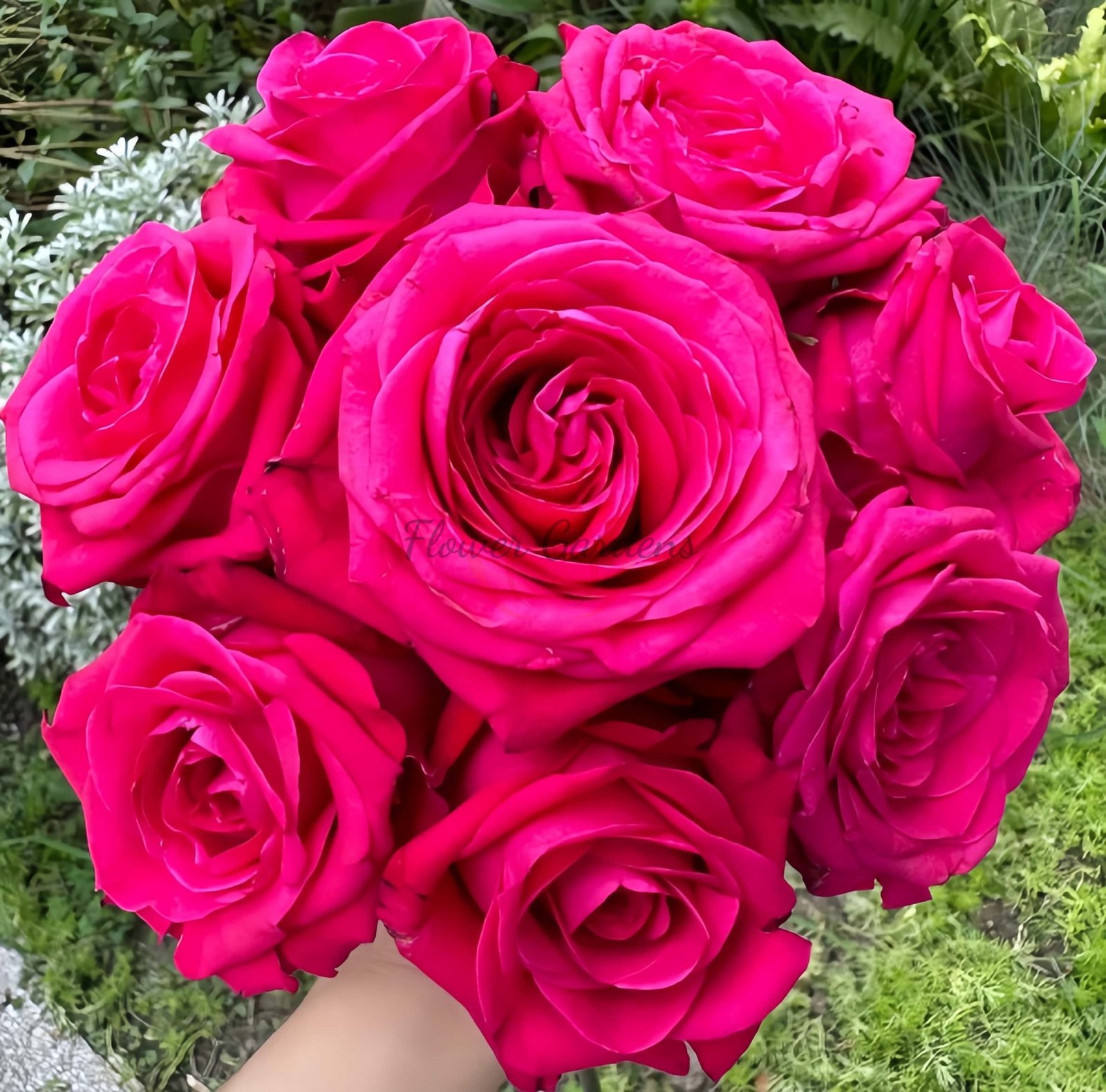 Cherry Gem Rose for sale丨Flower Gardens