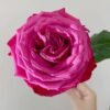 Cherry Gem Rose plant丨Flower Gardens