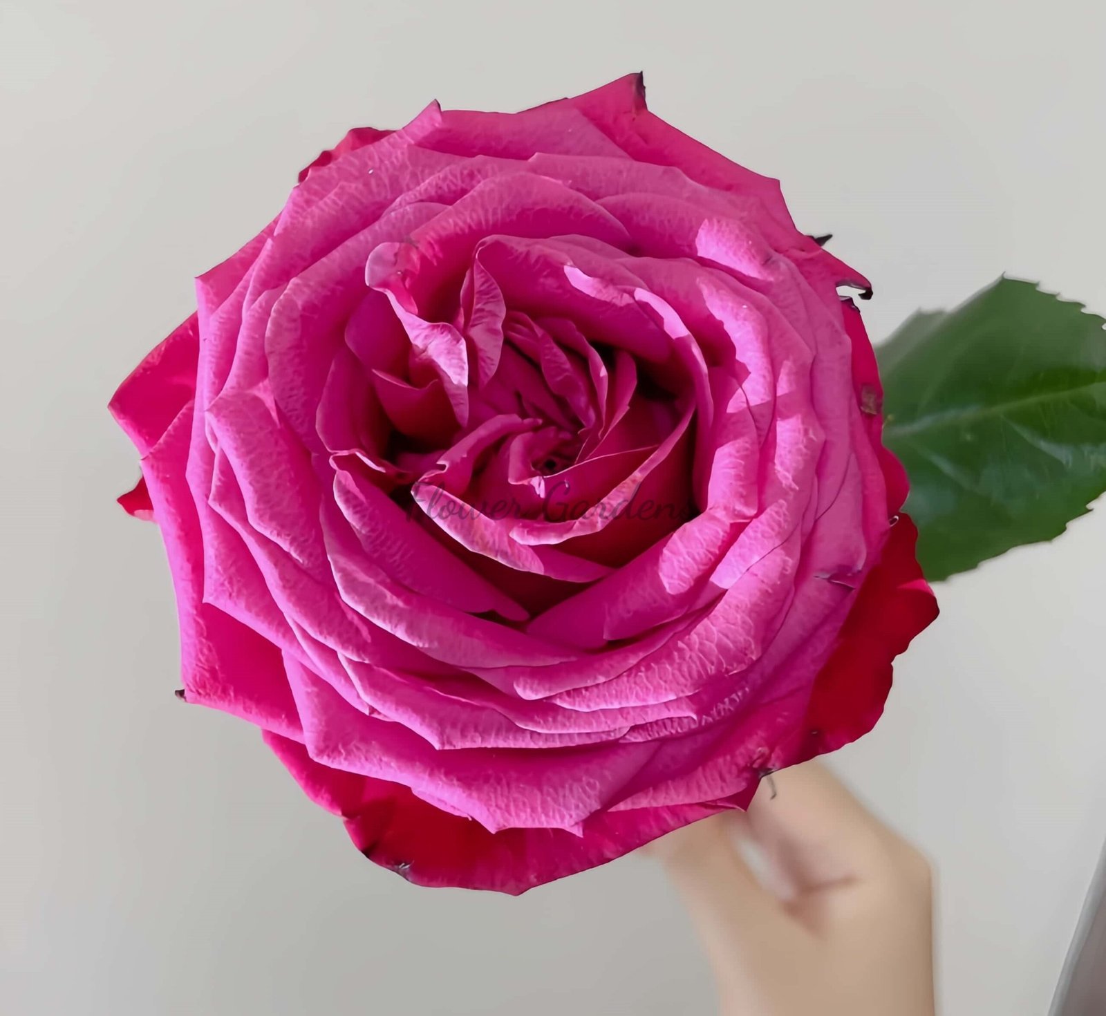 Cherry Gem Rose plant丨Flower Gardens