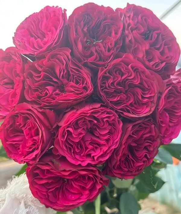 Cherry Velvet Rose丨Flower Gardens