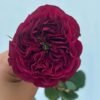 Cherry Velvet Rose plant丨Flower Gardens