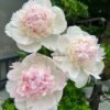 Chiffon Parfait Peony for sale丨Flower Gardens
