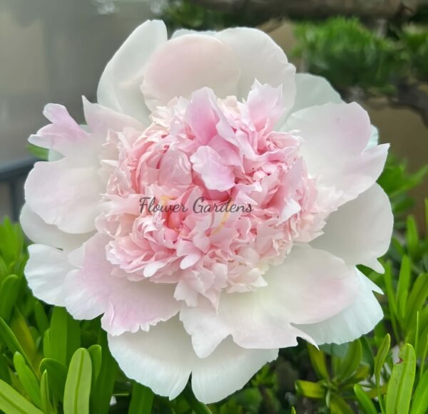 Chiffon Parfait Peony Plant丨Flower Gardens