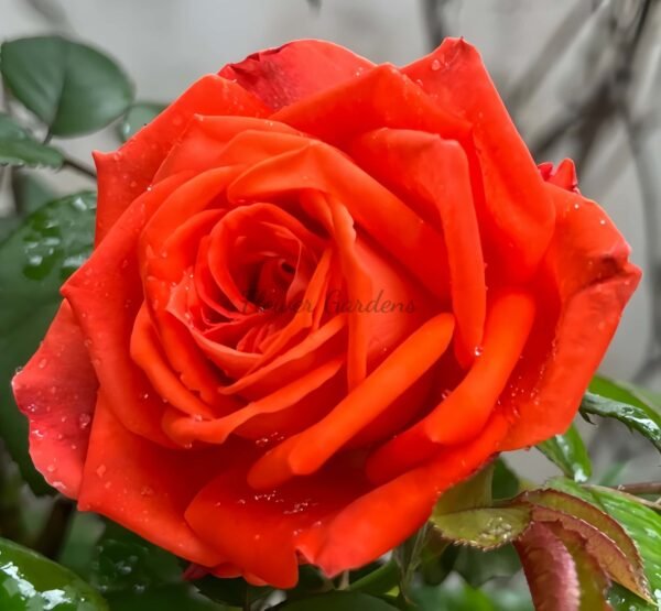 Coffee Dema Chao Rose丨Flower Gardens