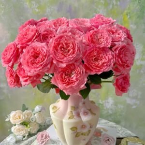 CorAll gelee Rose for sale丨Flower Gardens