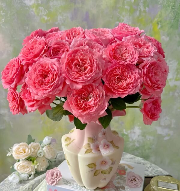 CorAll gelee Rose for sale丨Flower Gardens