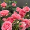 CorAll gelee Rose plant丨Flower Gardens