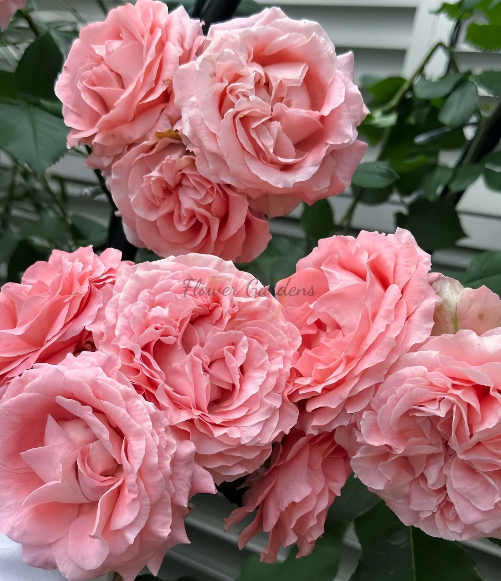 CorAll gelee Rose丨Flower Gardens