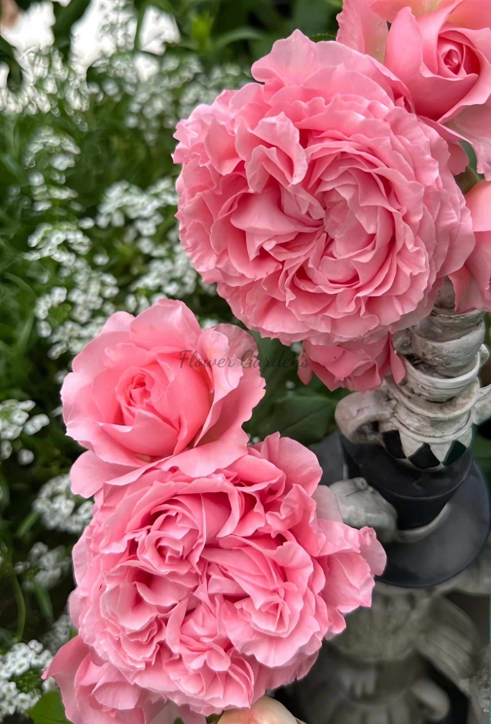 CorAll gelee Rose丨Flower Gardens