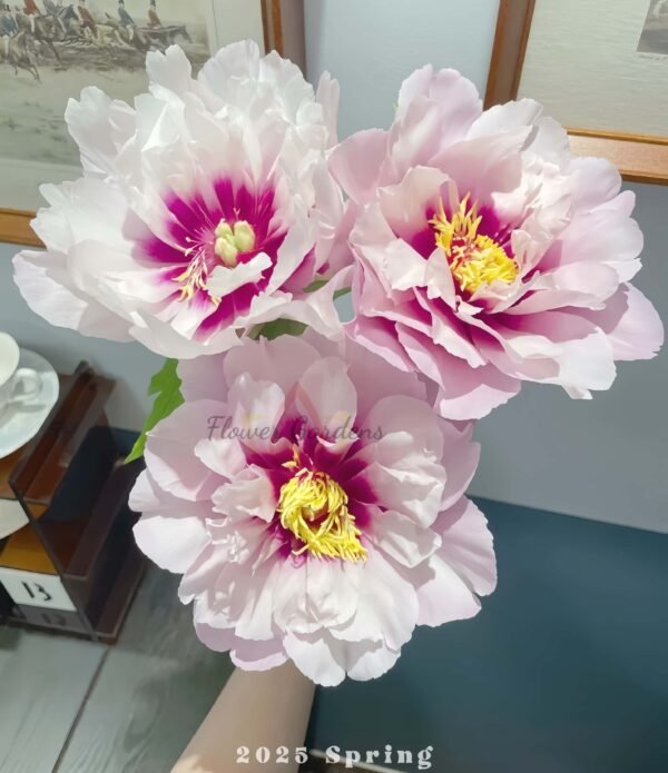 Cora Louise Peony Plant丨Flower Gardens
