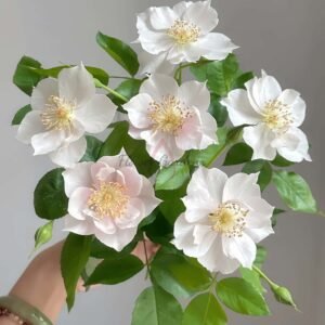 Coup de Coeur Rose for sale丨Flower Gardens