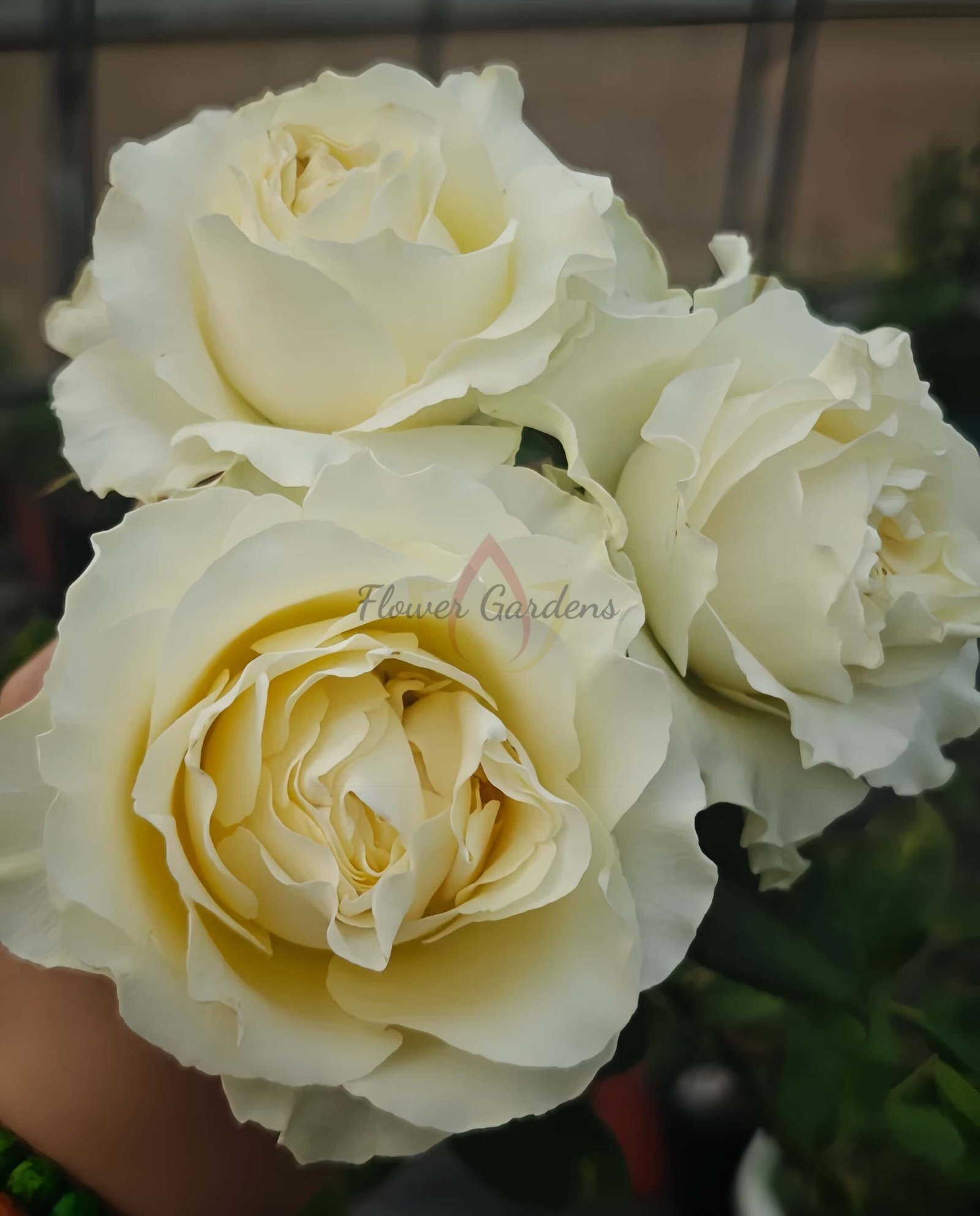 Crean CarpeDiem Rose丨Flower Gardens