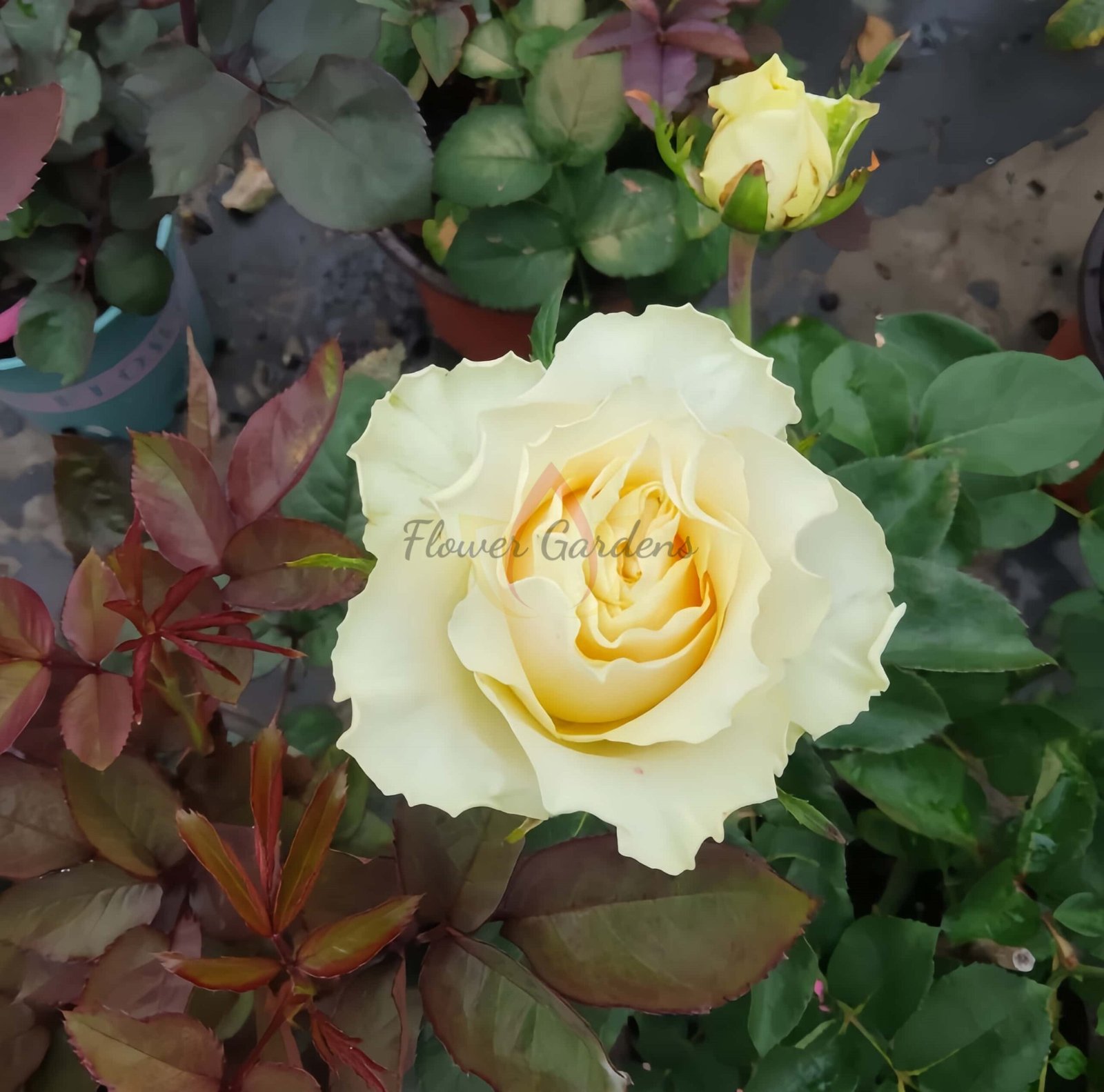 Crean CarpeDiem Rose for sale丨Flower Gardens